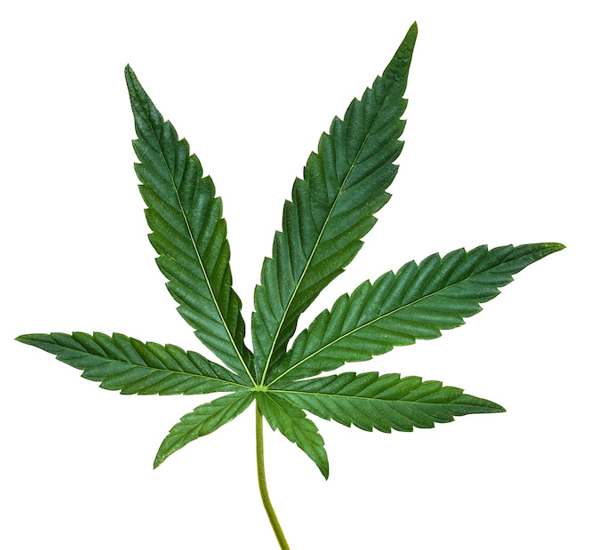 seo for marijuana